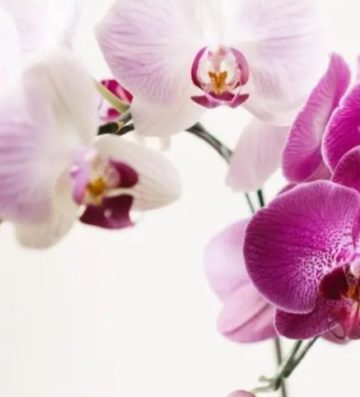 Odorizant camera Eyfel Orhidee 120ml`